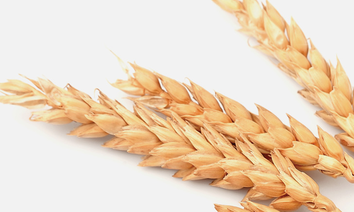 غذاهای بدون غلات برای حیوانات خانگی: واقعیت در مقابل داستان