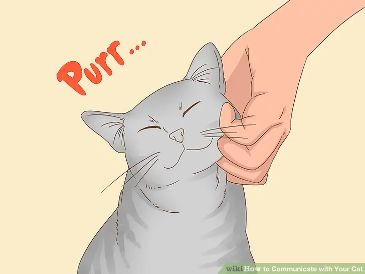 چگونه با گربه ها ارتباط برقرار کنیم؟