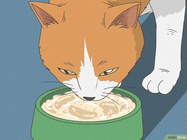 راهنمای کامل درمان اسهال گربه ها