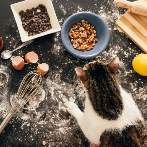 4 دستور غذای خانگی گربه مورد تایید دامپزشک (آسان و خوشمزه!)