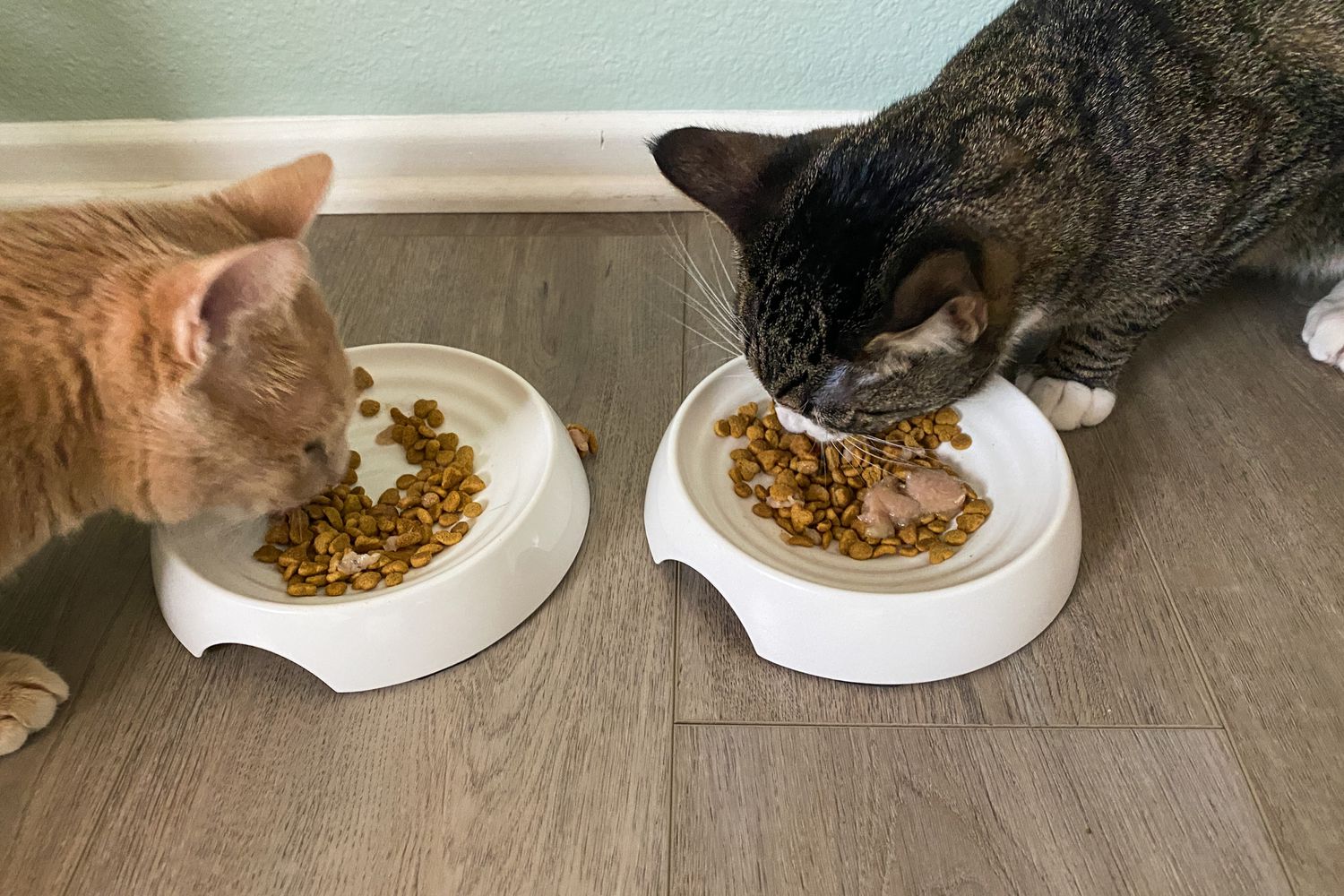 آیا غذای خشک عامل بیماری کلیوی است؟ علم چه میگوید؟